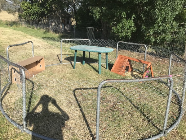 Just taken on a very fat 'dwarf' lop