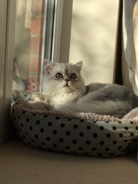 Indoor cat-ragdoll, Maine coon or other?