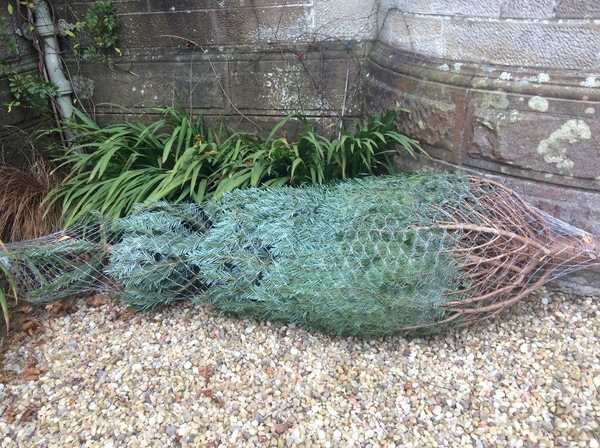 IKEA Christmas trees- any good?