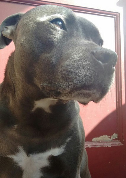 Staffies
