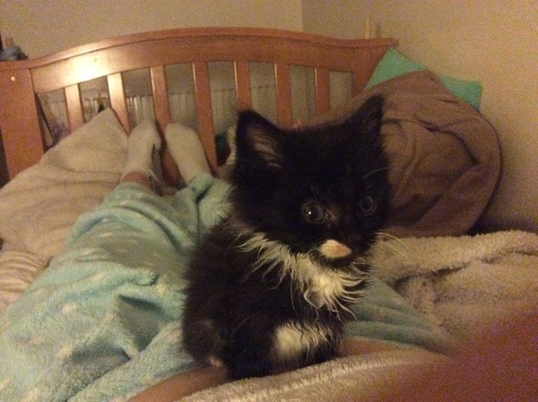 We have accidentally  a 5 weeks old kitten