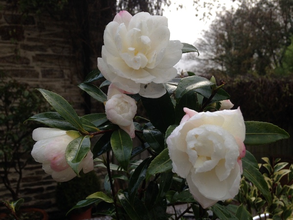 It's November. What is flowering in your garden?