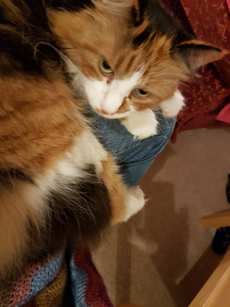 What's your cat doing right now? Pics!