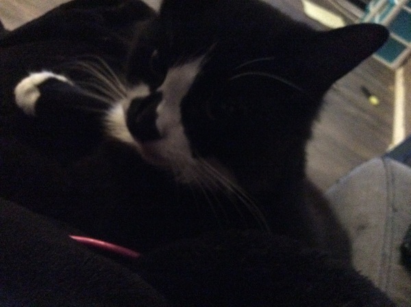 What's your cat doing right now? Pics!