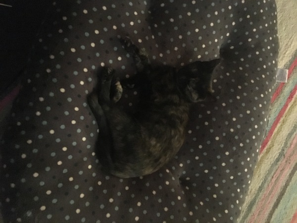 We have accidentally  a 5 weeks old kitten