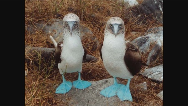 Someone has nicked my username!