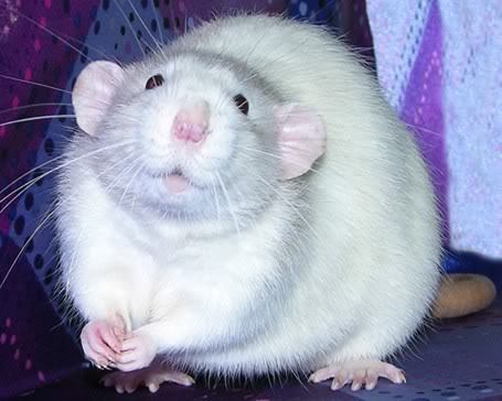 Neurodiversity thread - for all MNetters who are neurodiverse - ASD, ADHD, Dyspraxia and more.