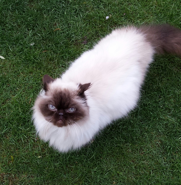 Anyone got Persians? Tell me about them.