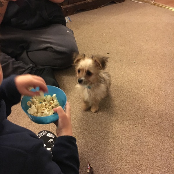 Fostering a puppy- hit me with your best tips