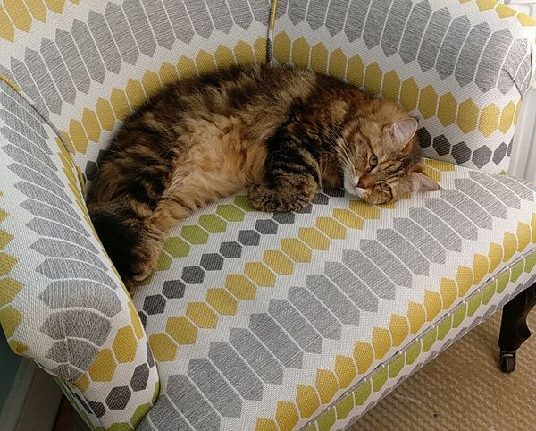 Taking a Siberian on holiday...