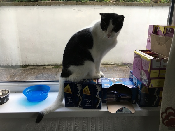 What's your cat doing right now? Pics!