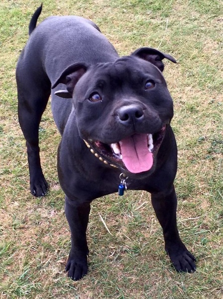 Staffies