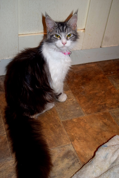 Pregnant Cat