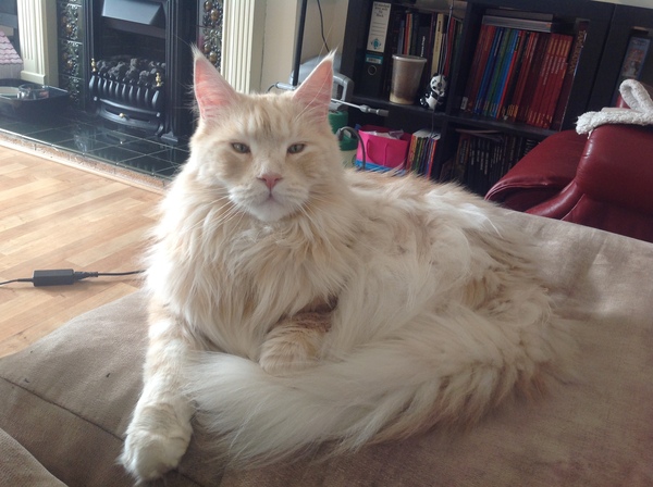 Indoor cat-ragdoll, Maine coon or other?