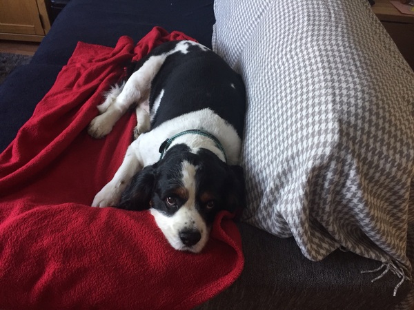 I love my dog.