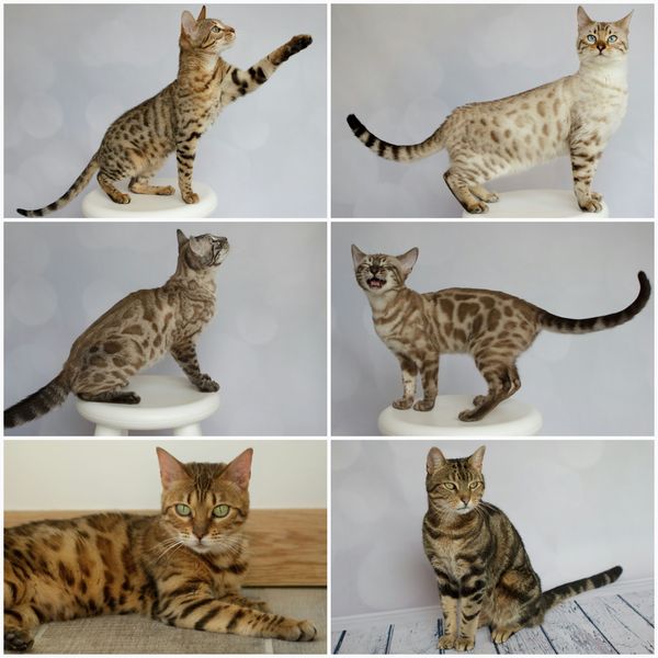 How many cats do you have?