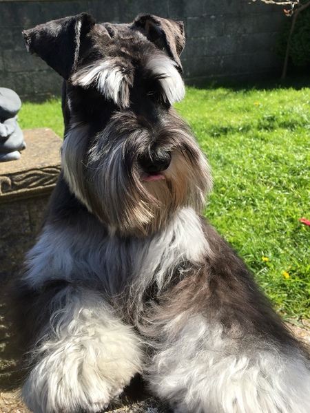 Any Welsh Terrier owners out there? Can you tell me about them please? (Schnauzer as a back up!)