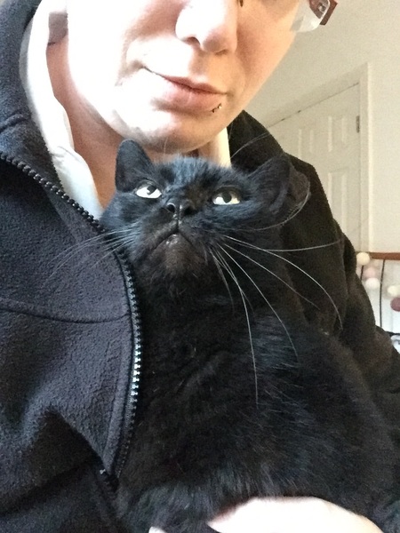 Cats in winter