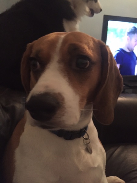 Enzo