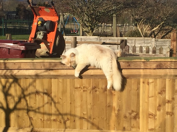 Marvellous Frugaleers - Chatting and saving through November, and into December.