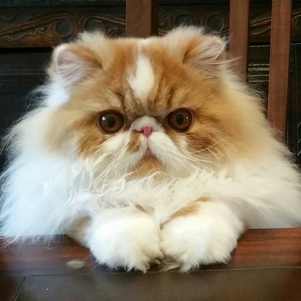Anyone got Persians? Tell me about them.