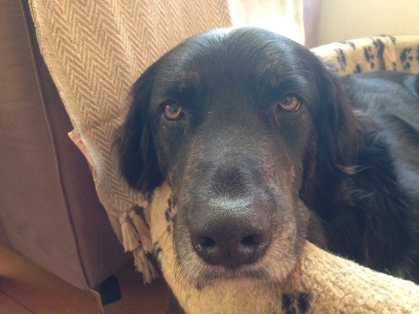 Dog on crate rest- help!