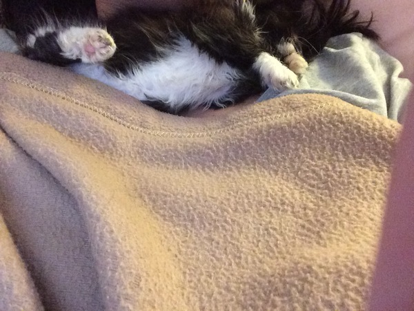 We have accidentally  a 5 weeks old kitten