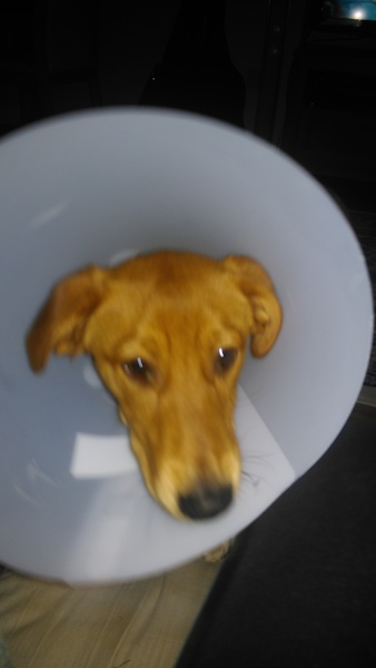 What breed? Pics