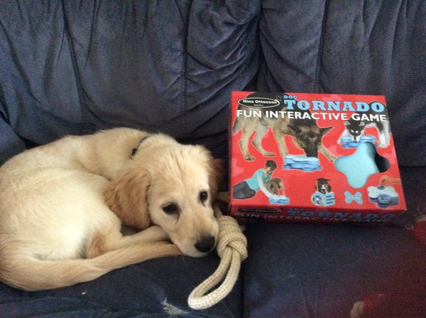 When do puppies start sleeping through regularly?