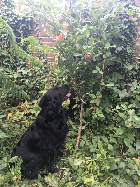 DHound loves carrot - can that do any harm??