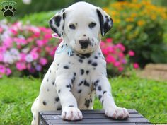 Can you help us pick a breed?