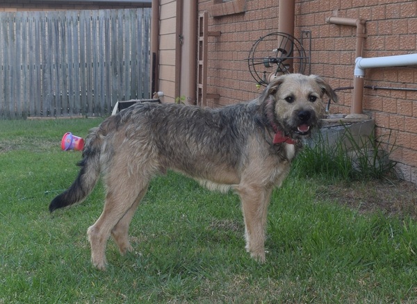 Guess the breed?