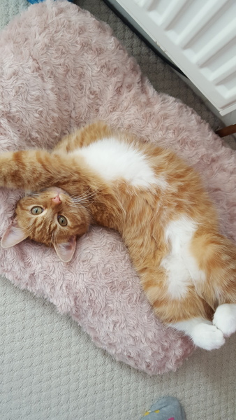 Show me your pussy!