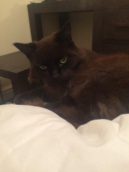 What's your cat doing right now? Pics!