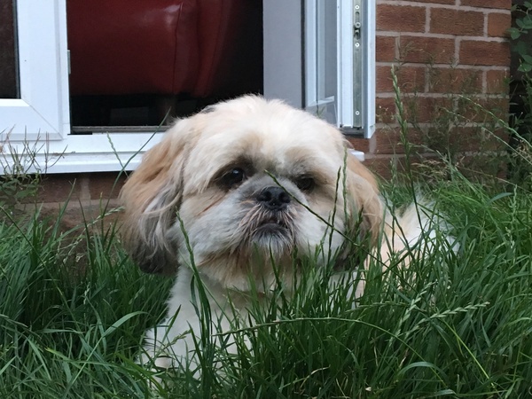 Naming the shih tzu puppy