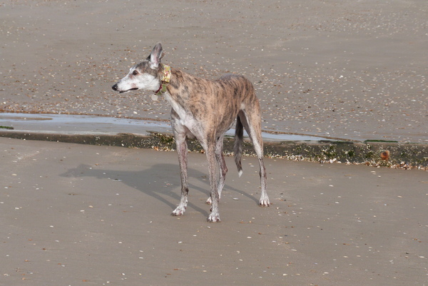 Greyhound collars