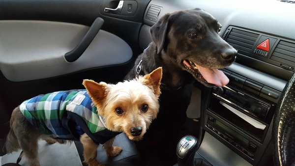 Show me your dogs while I'm waiting for mine!