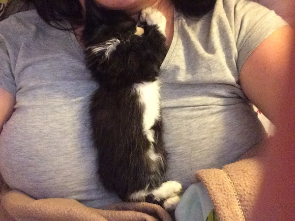 We have accidentally  a 5 weeks old kitten
