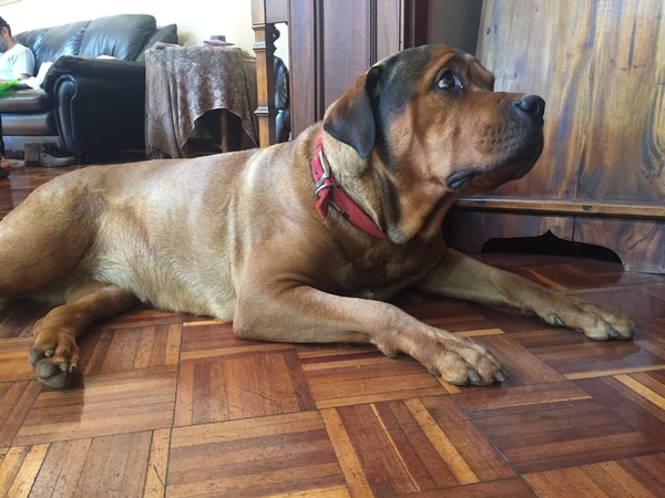 To want a dog for home security?