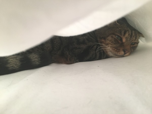Unhappy cat after house move