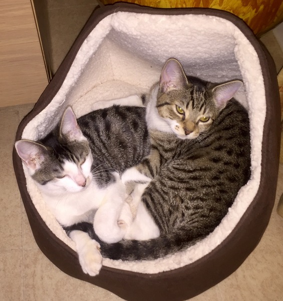 Show me your pussy!