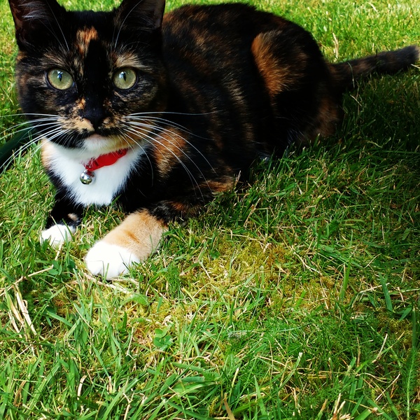 How many cats do you have?