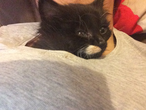 We have accidentally  a 5 weeks old kitten