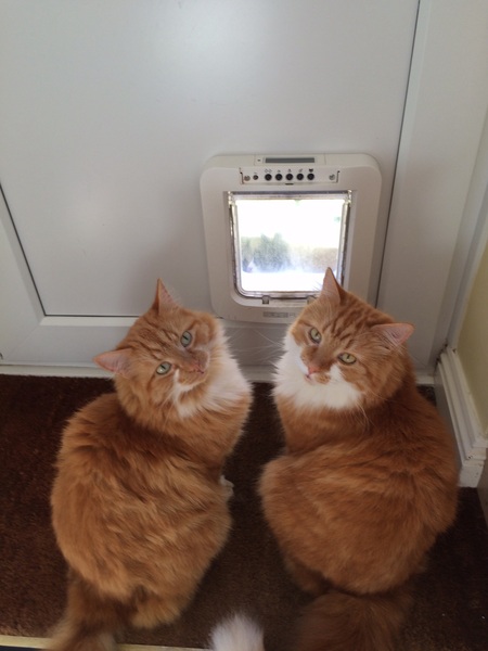 Recommend chip operated cat flaps