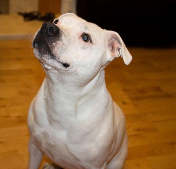 Staffies