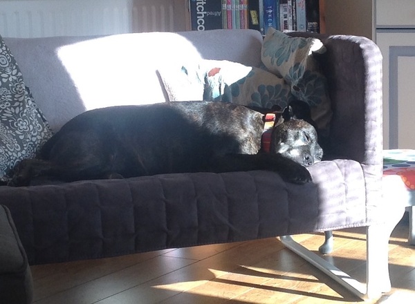 Staffies