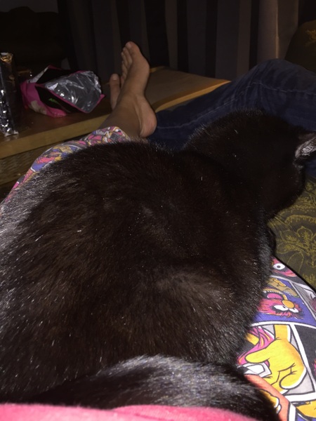 What's your cat doing right now? Pics!