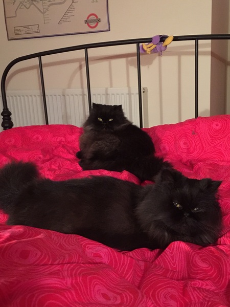 Anyone got Persians? Tell me about them.