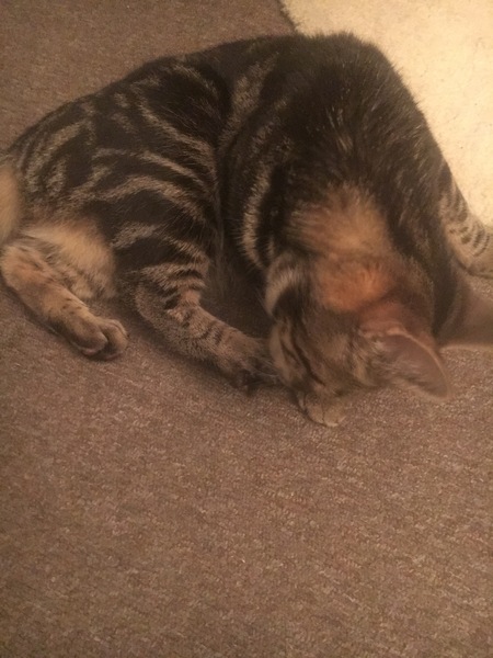 What's your cat doing right now? Pics!