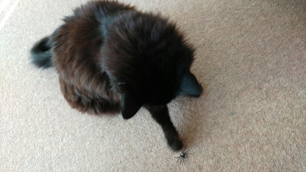 What's your cat doing right now? Pics!